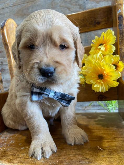 Cross E Goldens Golden Retriever Puppies For Sale In Clarinda Ia