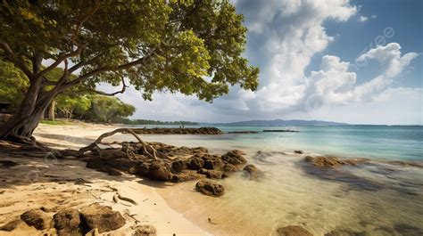 Beach With Trees And Waters Near It Background Beach In Jamaica