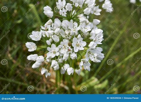 Allium Neapolitanum Flowerhead Stock Photo Image Of Background