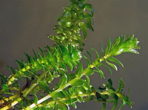 Moczarka Kanadyjska Do Oczka Wodnego Elodea Canadensis Wodne Ro Liny