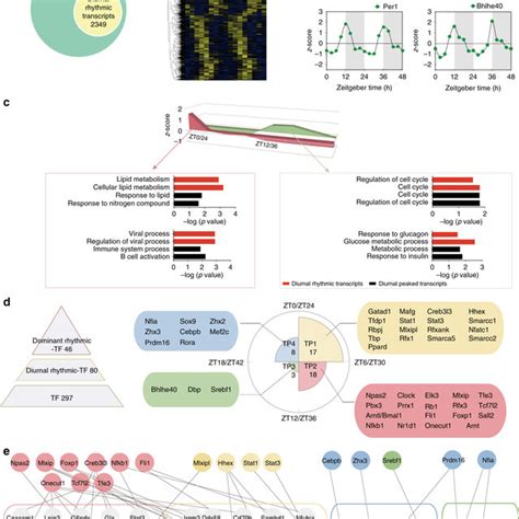 Pdf A Proteomics Landscape Of Circadian Clock In Mouse Liver