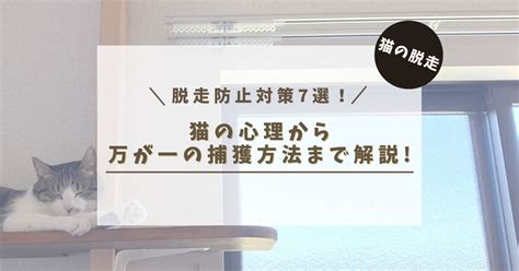 【猫の脱走】脱走防止対策7選！猫の心理から万が一の捕獲方法まで解説！ もふもふびより