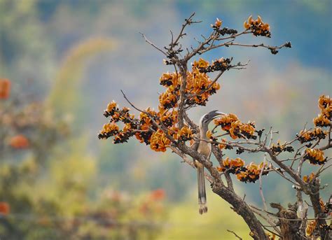 Birds of Bandhavgarh