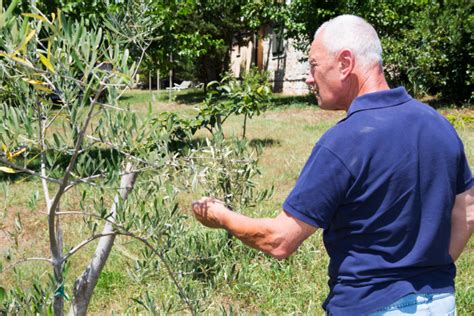 Olivenbaum Im Topf Pflege Berwinterung