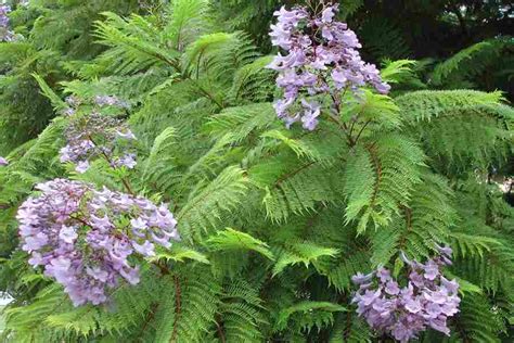 Jacaranda Mimosifolia Jacarandra Trees For Sale