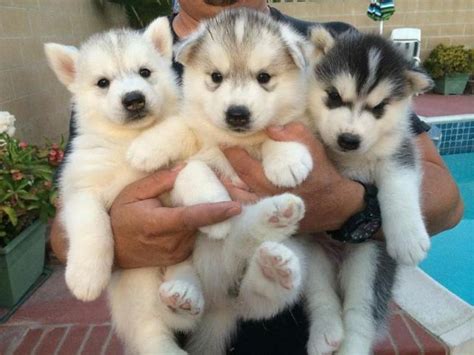 Siberian Husky Puppies For Sale Buffalo Ny