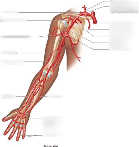 Arteries Of The Upper Limbs Diagram Quizlet