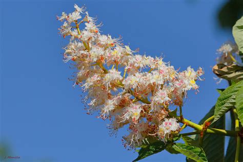 Flor Del Casta O Mg Aesculus Hippocastanum El Casta Flickr