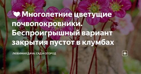 💓Многолетние цветущие почвопокровники. Беспроигрышный вариант закрытия ...