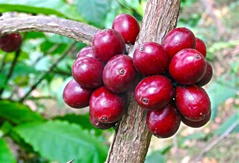 Robusta Coffee: History and Biodiversity of Robusta - Helena Coffee Vietnam