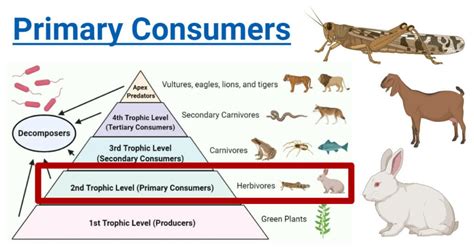 Primary Consumers Key Roles Examples