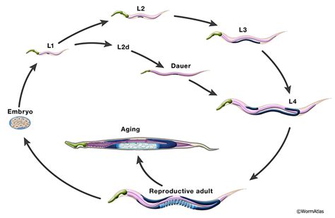 Handbook Introduction To Aging In C Elegans