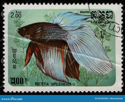 Cambodia Circa Fish Siamese Fighting Fish Betta Splendens