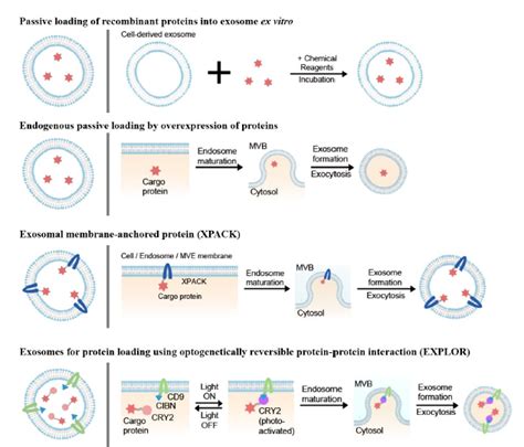 Explors A New Method For Protein Loading Of Exosomes Via Optically