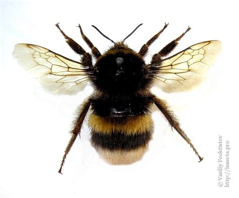 Buff Tailed Bumblebee Bombus Terrestris Bee Bumble Bee Bees And Wasps