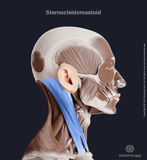 Sternocleidomastoid Origin And Insertion