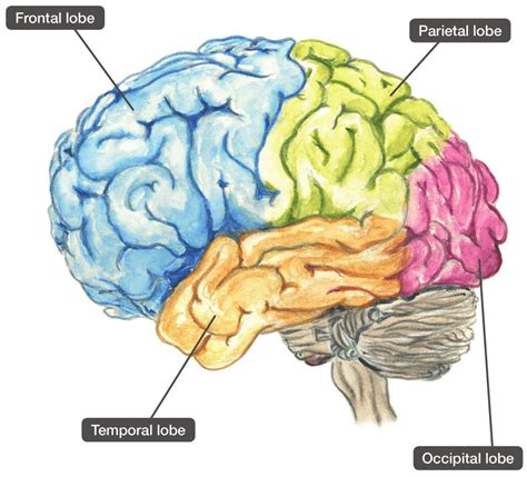 The Lobes of the Cerebrum | Download Scientific Diagram