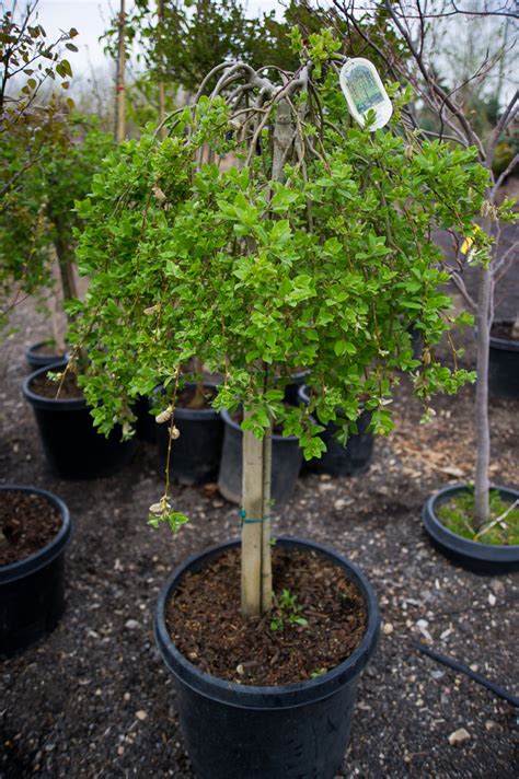 Willow Weeping Pussy For Sale In Boulder Colorado