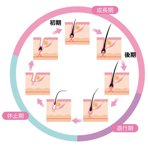 毛周期とはVIO脱毛する上で毛周期を知らないと損をする理由