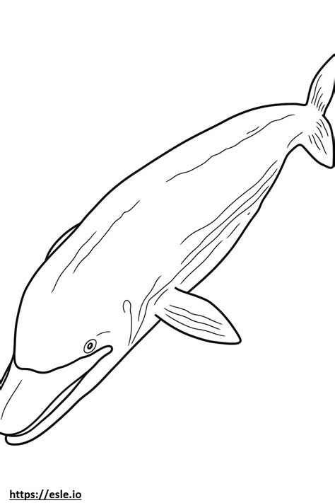 Baleen Whale Sleeping Coloring Page