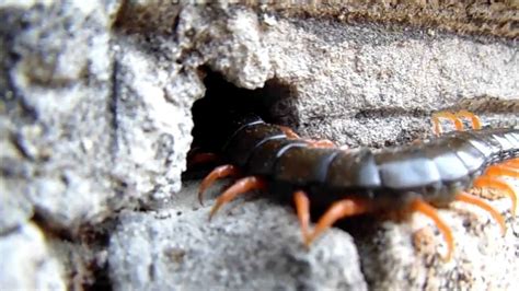 Кольчатая сколопендра Scolopendra cingulata L - YouTube