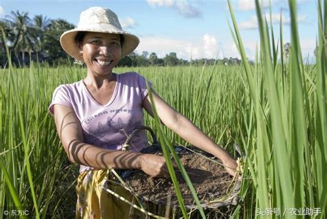 種植戶問：田租500元每畝，承包200畝種水稻怎麼才能賺到錢？ 每日頭條