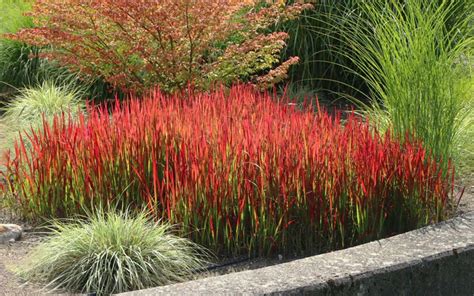 Buy Red Baron Japanese Blood Grass Free Shipping Wilson Bros