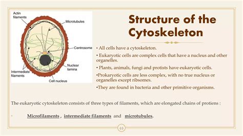 Cytoskeleton Structure Microfilaments Microtubules And Intermediate