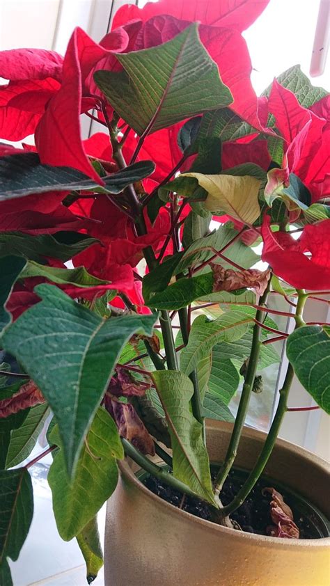 Tips For Growing Poinsettia Topiary Trees This December Artofit