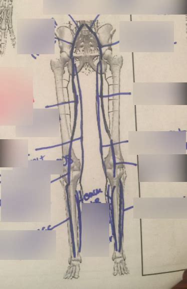 Veins And Arteries Diagram Veins Of The Lower Trunk Diagram Quizlet