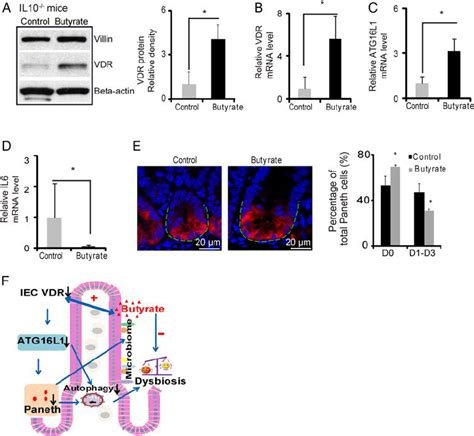 Butyrate Treatment Restores Vitamin D Receptor Vdr Expression In