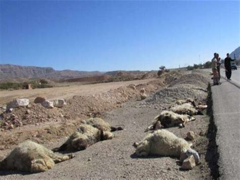 تلف و مجروح شدن ۵۰ رأس گوسفند در برخورد با خودروی سواری در رشتخوار ایسنا