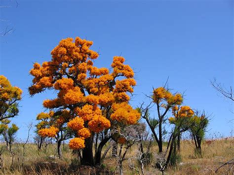 Esperance Wildflowers Nuytsia Floribunda Wa Christmas Tree