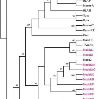 Phylogenetic Tree Of The MHC Class I Genes MHC Class I Phylogeny Based