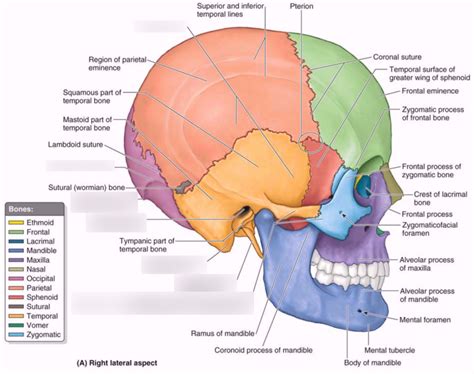 Anatomy skull lateral, posterior aspect Diagram | Quizlet