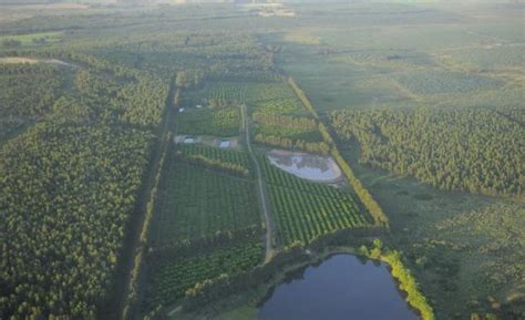 Forestación uruguaya aún tiene mucho para crece OBSERVATORIO SOCIO