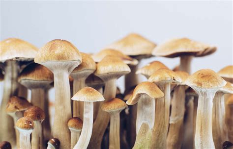 Magic Mushrooms Are Having A Moment How Will The Feds Handle It