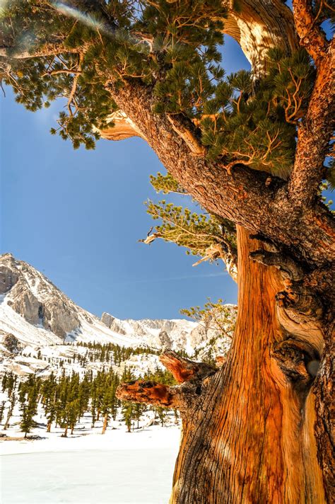 Lone Pine Lake Hike in Southern California: A Complete Guide