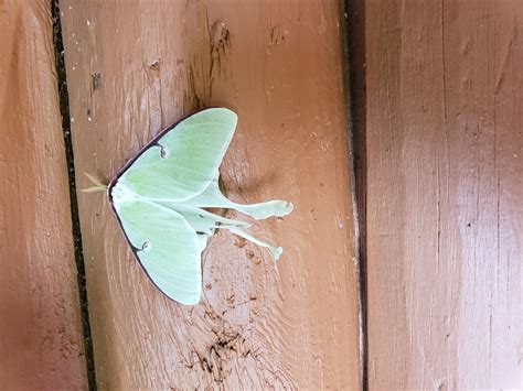 Connecticut Butterflies And Moths Of North America