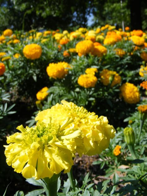 Marigolds Free Stock Photo Public Domain Pictures