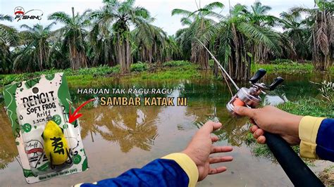 Kebun Banjir Jadi Sarang Haruan Meriah Soft Frog Kena Sambar YouTube