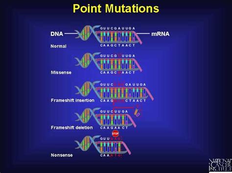 Difference Between Gene Mutation and Chromosomal Mutation | Definition ...