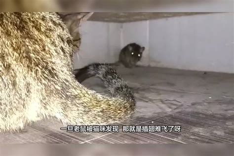 猫被老鼠追了半条街！街头上演奇葩一幕，老鼠：这事够我吹一辈子老鼠奇葩