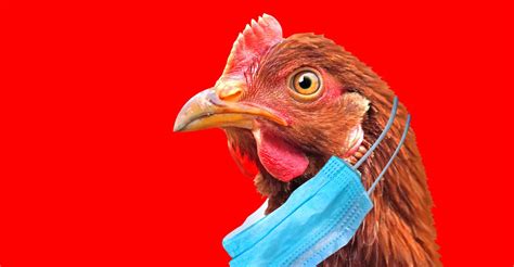 Premier cas de transmission de la grippe aviaire H5N8 à lêtre humain