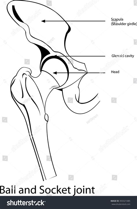 How To Draw Human Ball And Socket Joint Human Hip Joint Diagram Knee Joint Diagram – NBKomputer