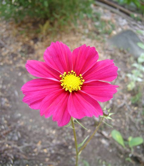 Cosmos Bipinnatus Dazzler Buy Online At Annies Annuals