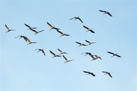 Lac Du Der F Vrier La Migration Des Grues Cendr Es Flickr