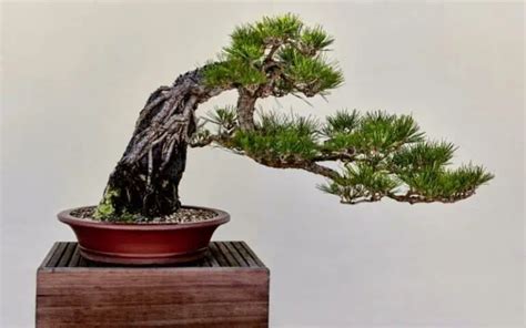 The Most Expensive Bonsai Trees And Why