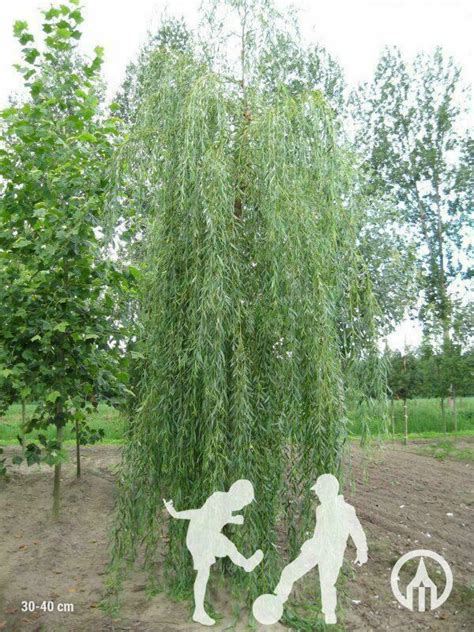 Salix X Sepulcralis Chrysocoma Weeping Willow Boomkwekerijen M