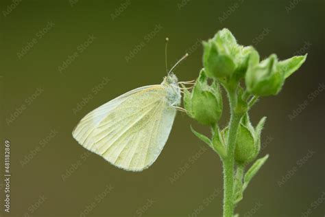 Kleiner Kohlwei Ling Pieris Rapae Stock Photo Adobe Stock